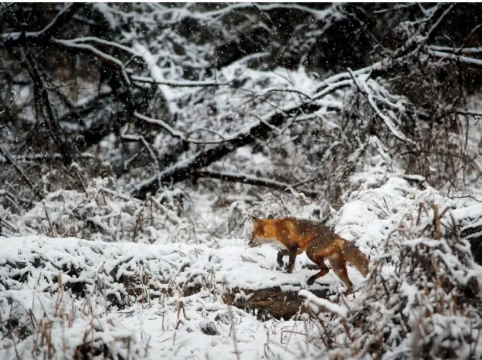 chasse