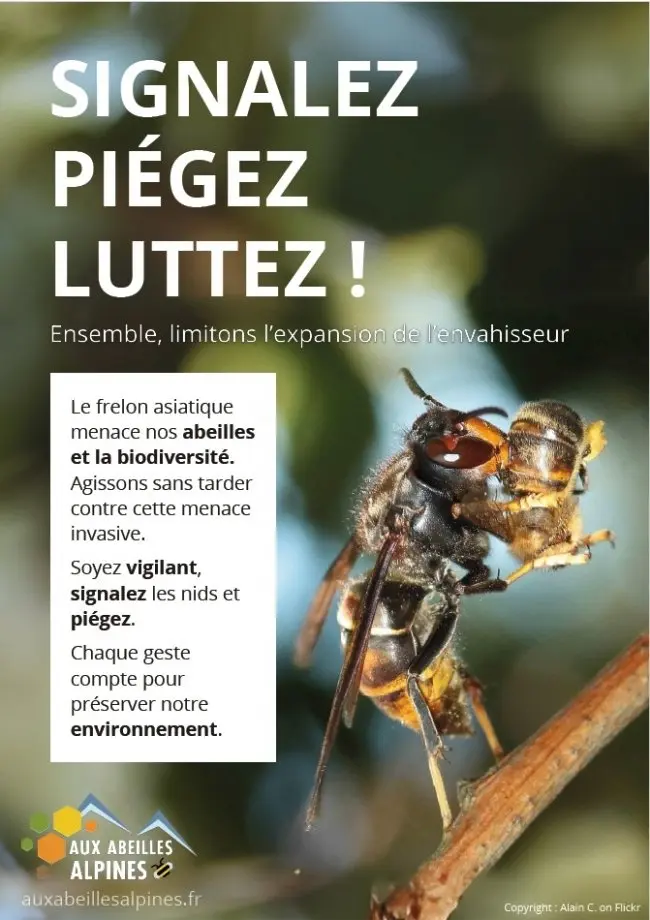 affiche sur les frelons signalez, piégez et luttez