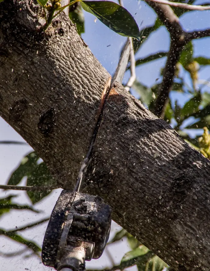 photo illustrant un arbre en tran d'être découpé