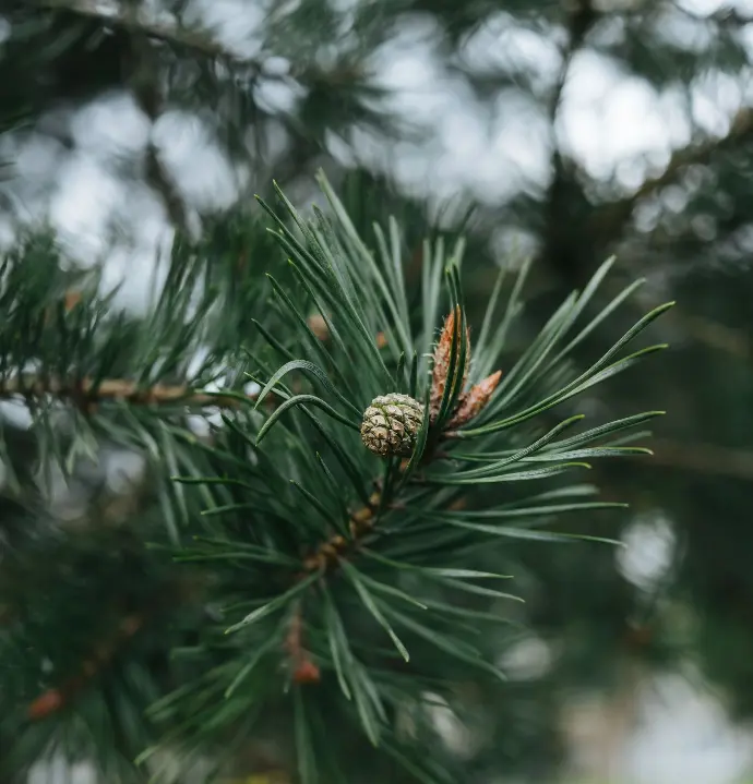 photo d'un bourgeon de sapin