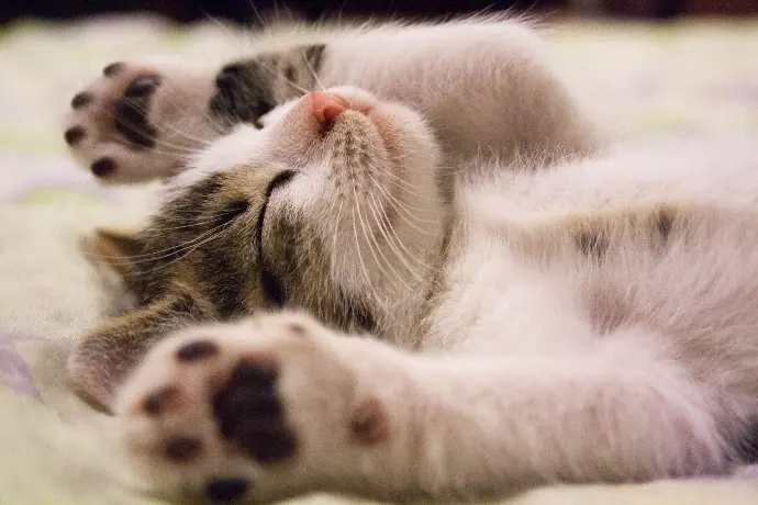 photo d'un chaton pour illustrer la campagne de sensibilisation à la stérilisation des chats errants