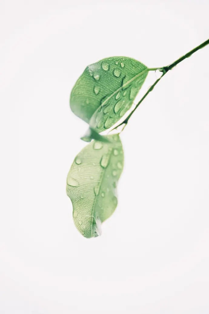 photo d'une plante avec des gouttes d'eau dessus